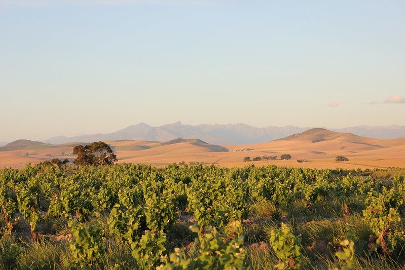 Lammershoek Vineyard