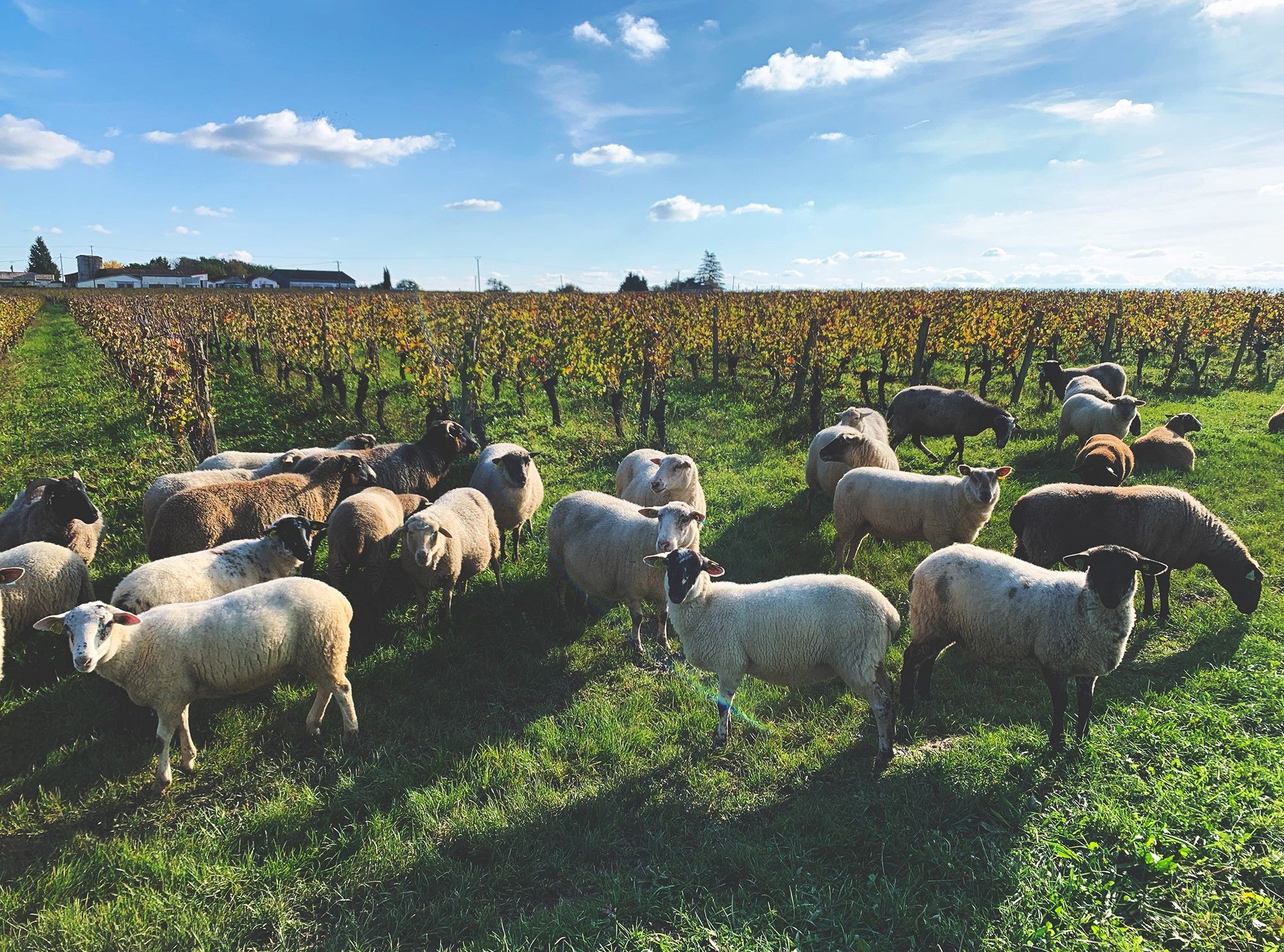 Sheep grazing in the vineyard at Chateau Le Puy