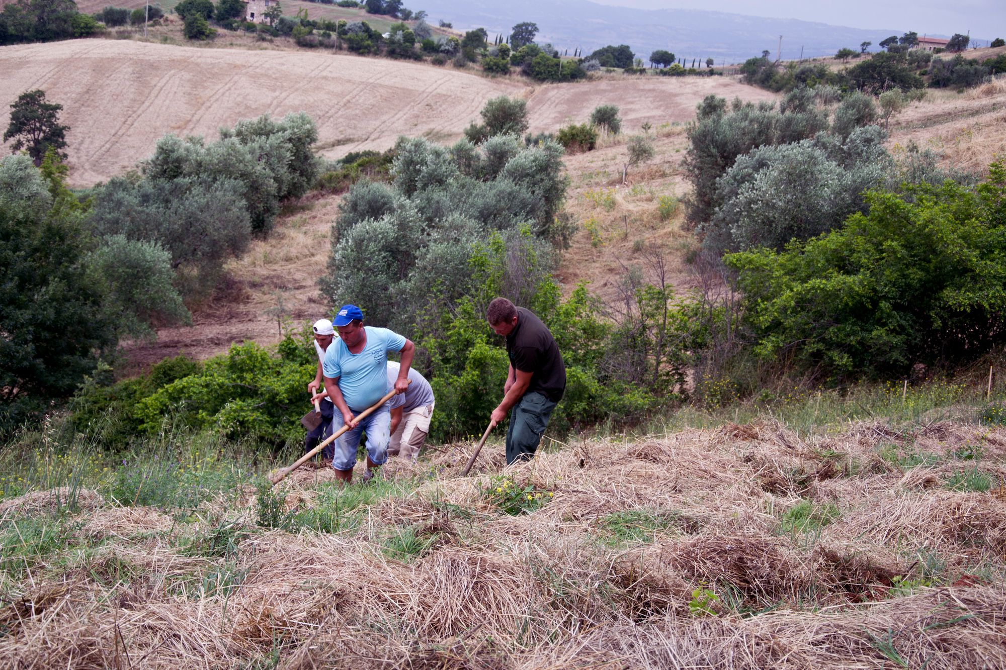 Meadows of herbs used to fertilise the vines at La Maliosa