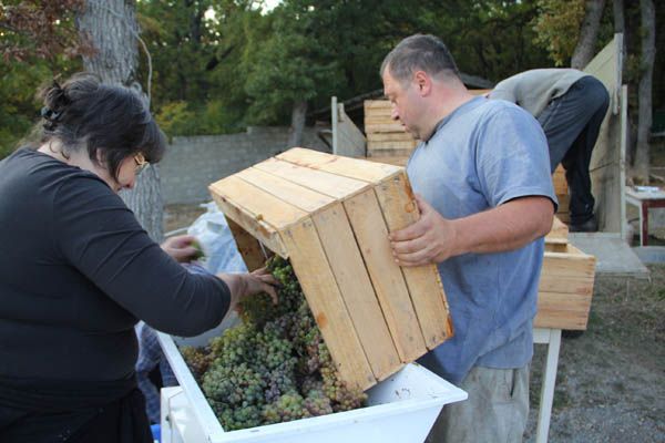 Beka Gotsatdze unloading grapes at Gotsa winery