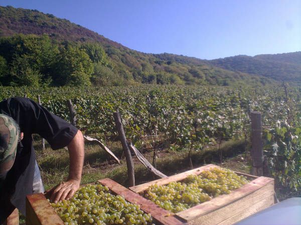 The vineyard at Gotsa Wines in Georgia