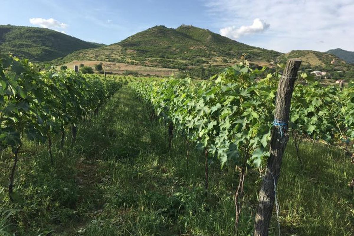 View from the Nikalas Marani vineyard