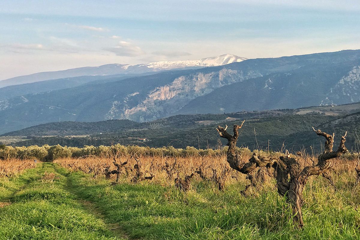 Old vineyards by Mount Olympus - part of the Voï project by Jason Ligas. 