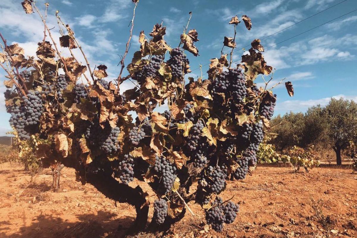 A vine at Aborigen