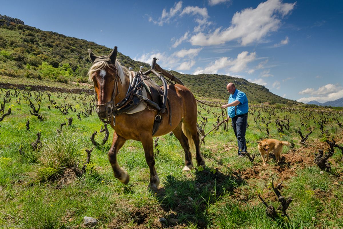 Ploughing by horse at Clot de L'Origine