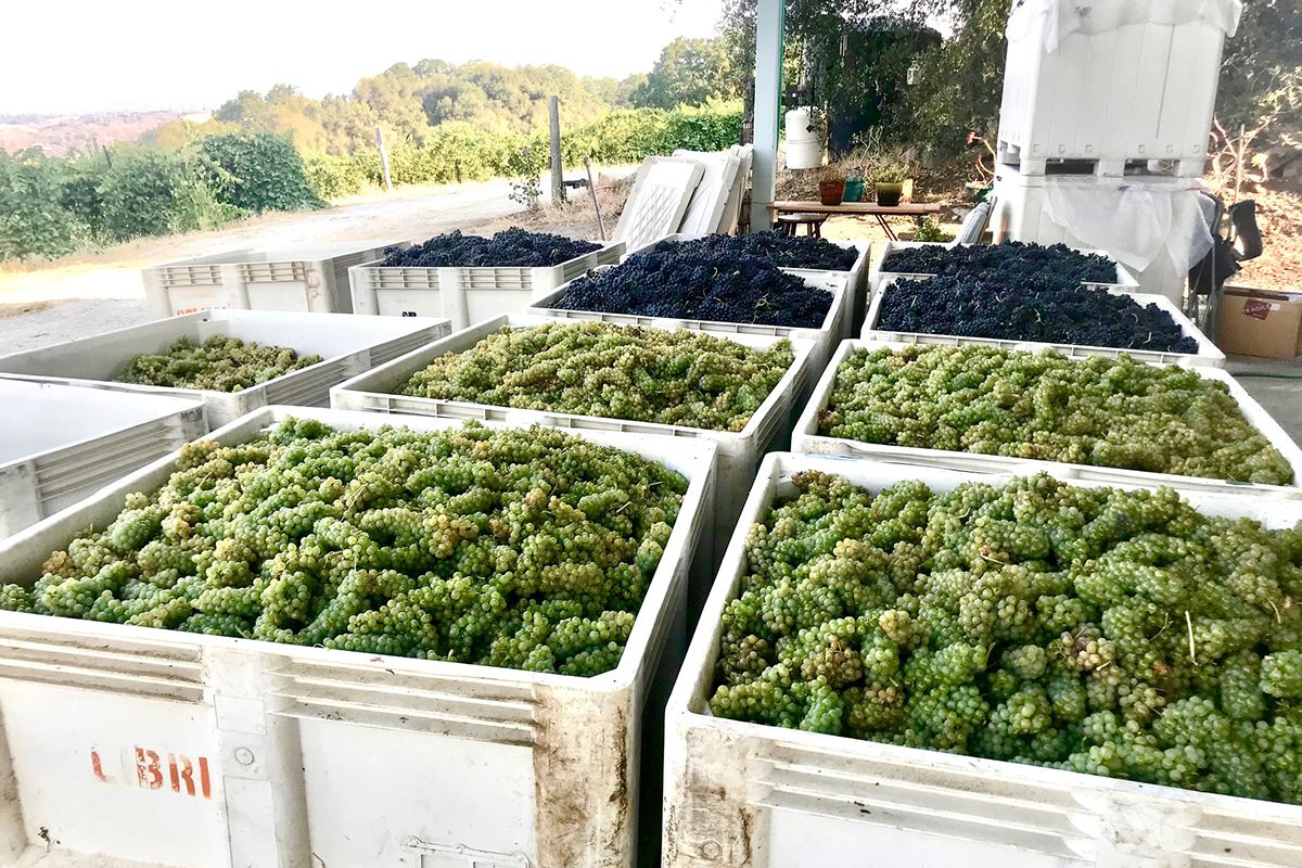 Grape harvest at Conduit