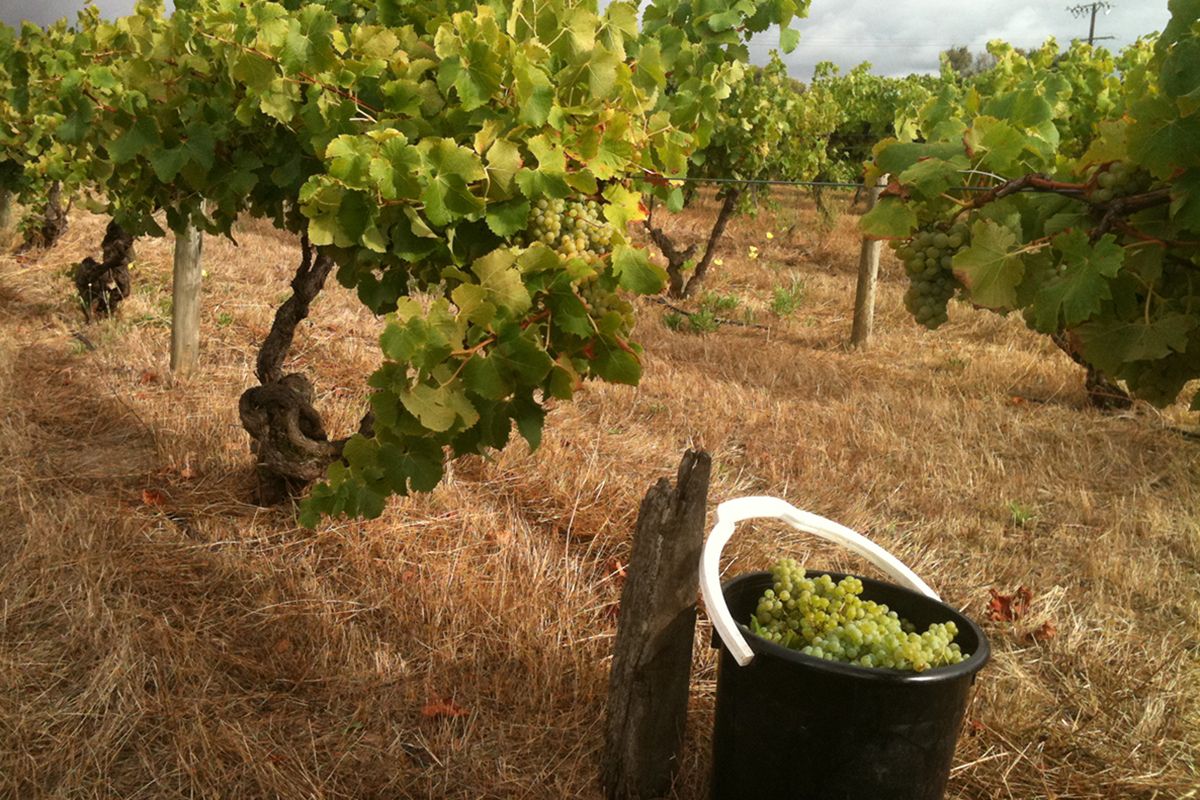 Grape harvest at Smallfry