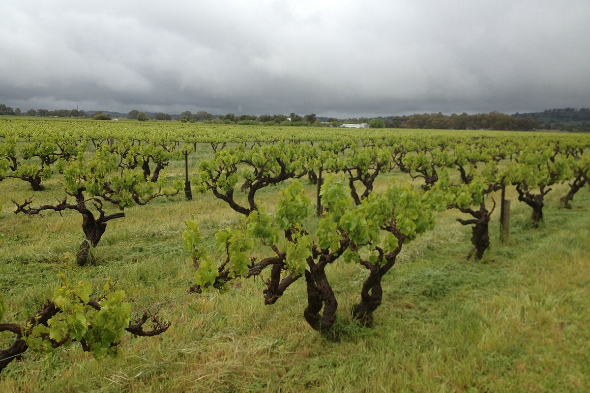 The Smallfry vineyard