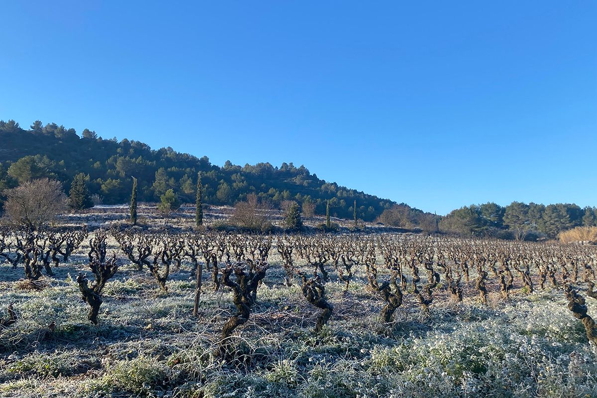 Vines at Domaine Fond Cypres