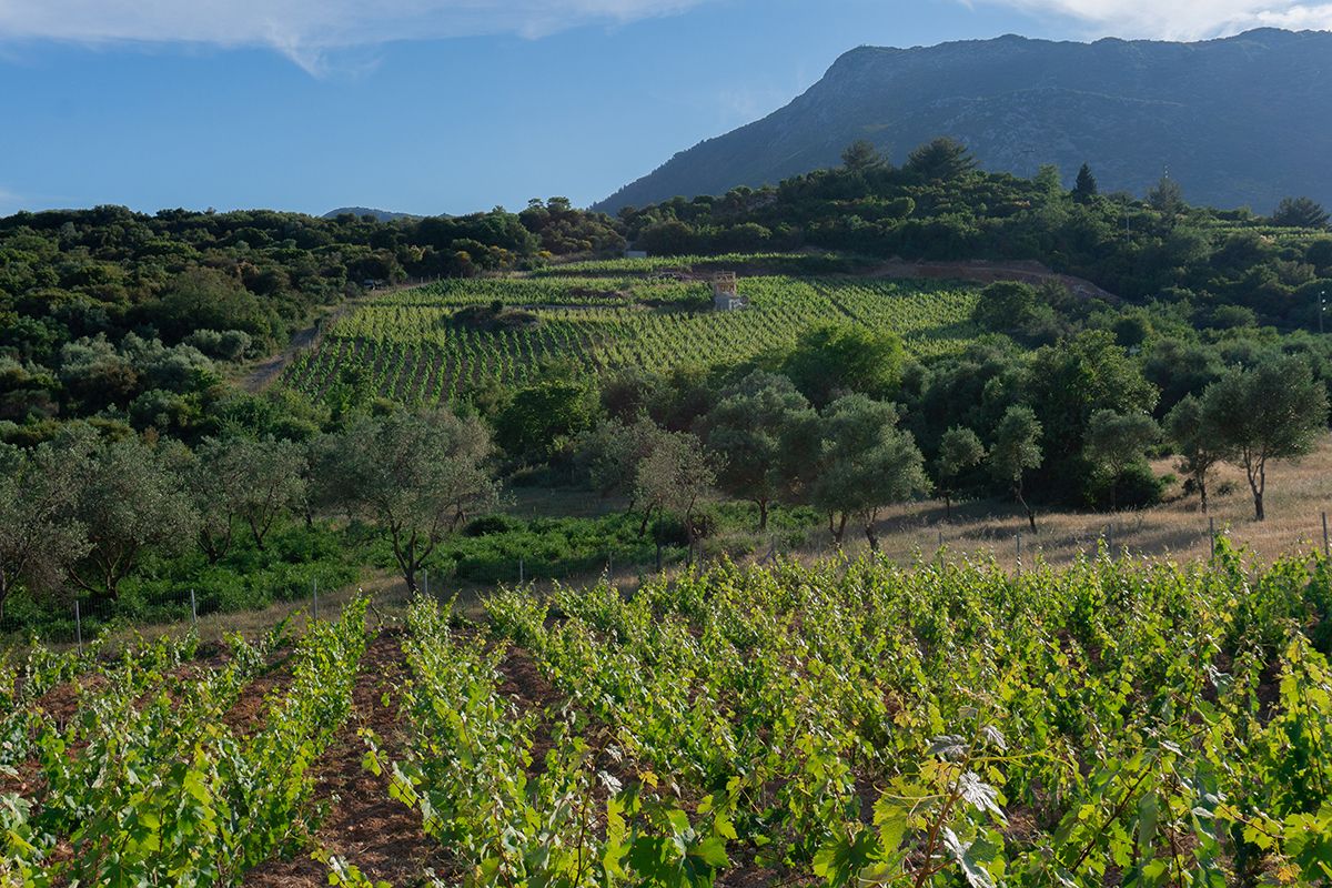 The landscape around Siflogo