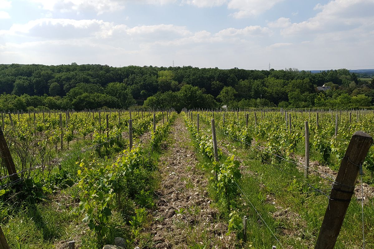 Domaine des Hauts Baigneux
