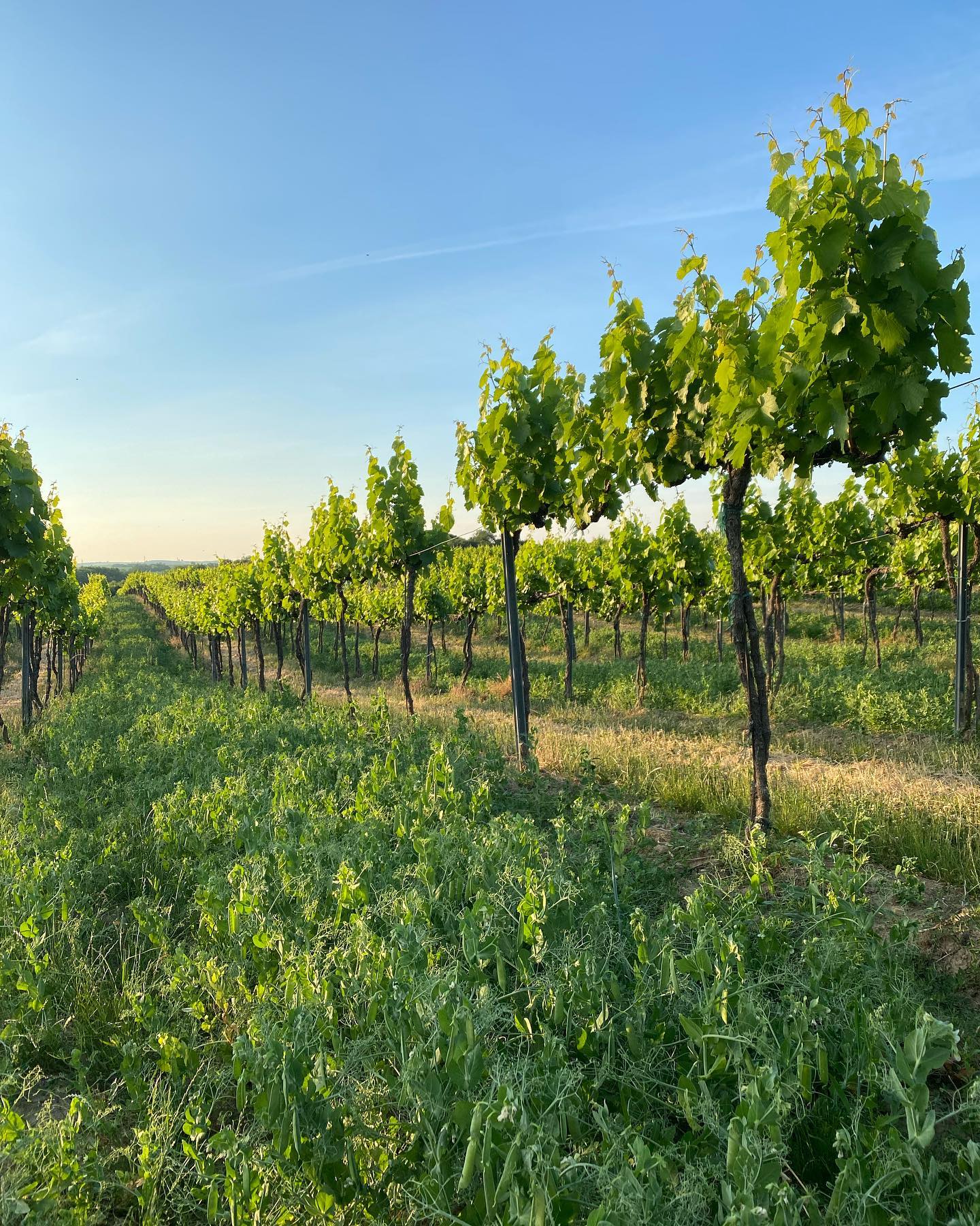 Vineyards at Slobodne