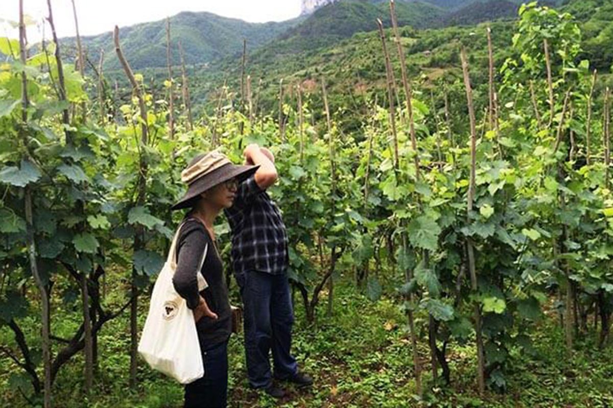 Ms Goda in the Imerich vineyard in the West of Georgia