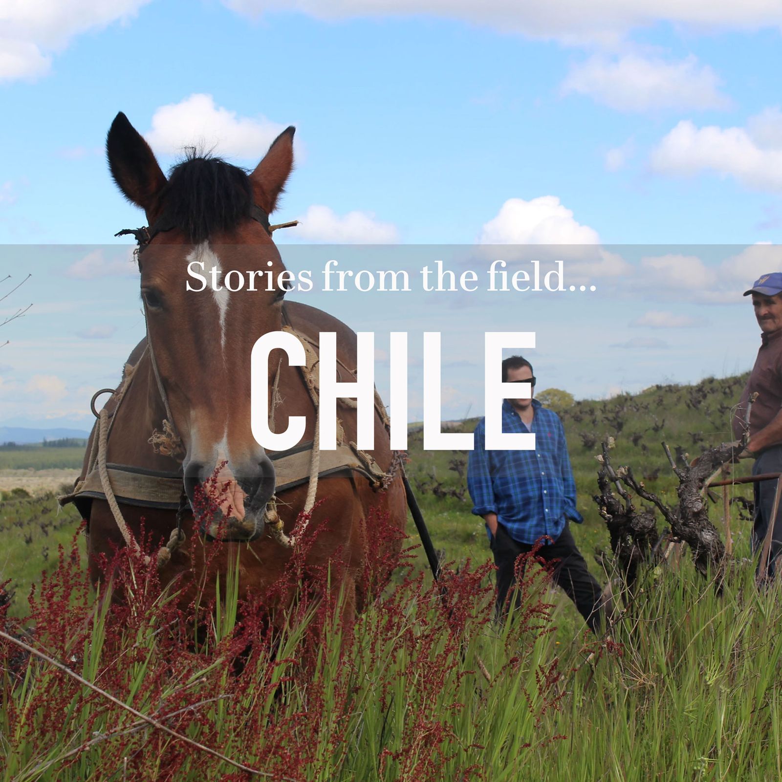 Stories from the field - Chile