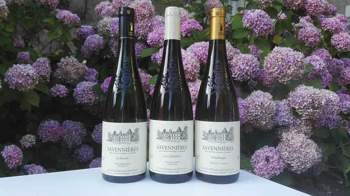 Vendanges 2017 - Master
