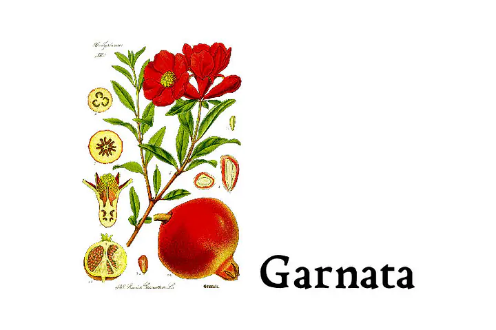Garnata - Master