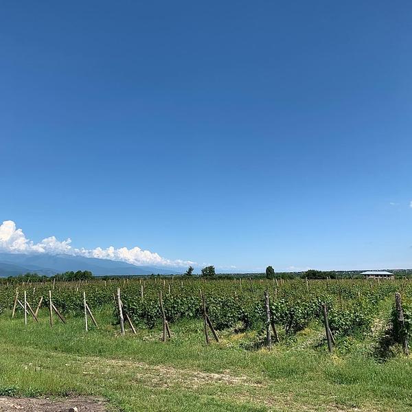 Gallery image 15
