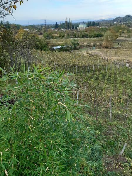 Gallery image 38