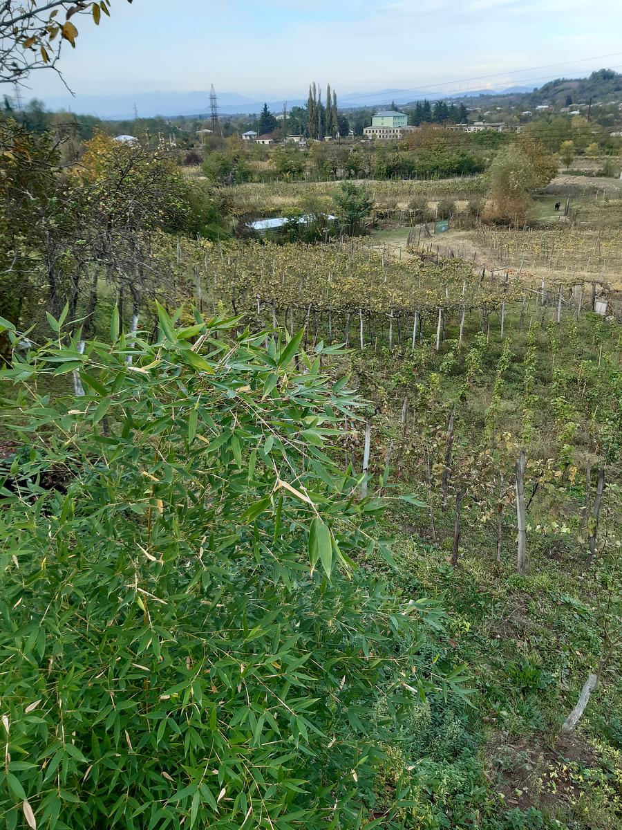 Gallery image 38