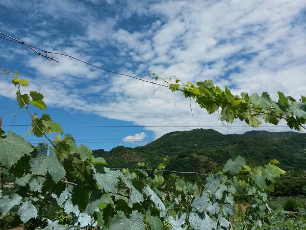 Gallery image 186
