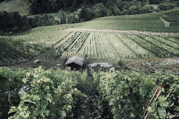 Gallery image 1