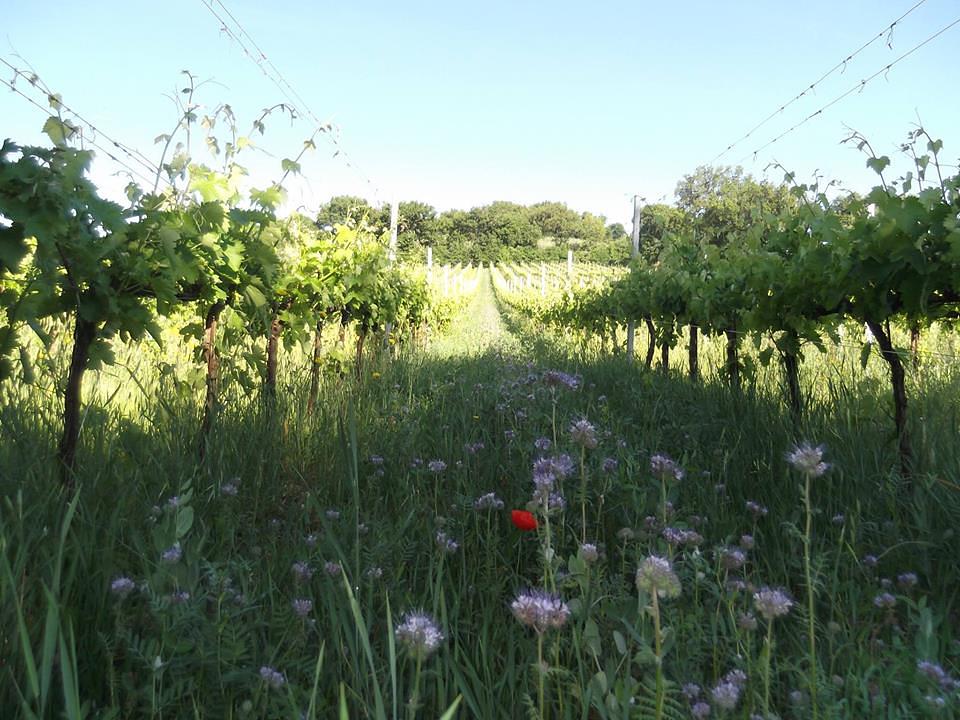 Gallery image 16