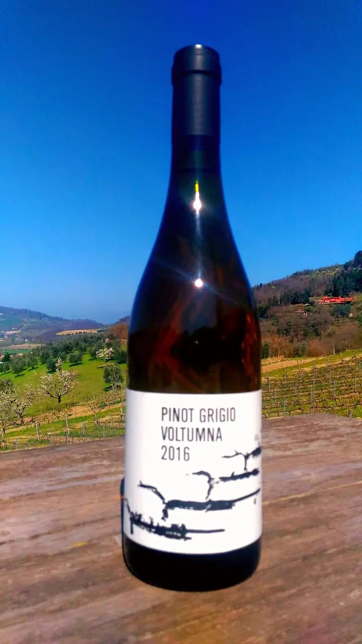 PINOT GRIGIO - Master