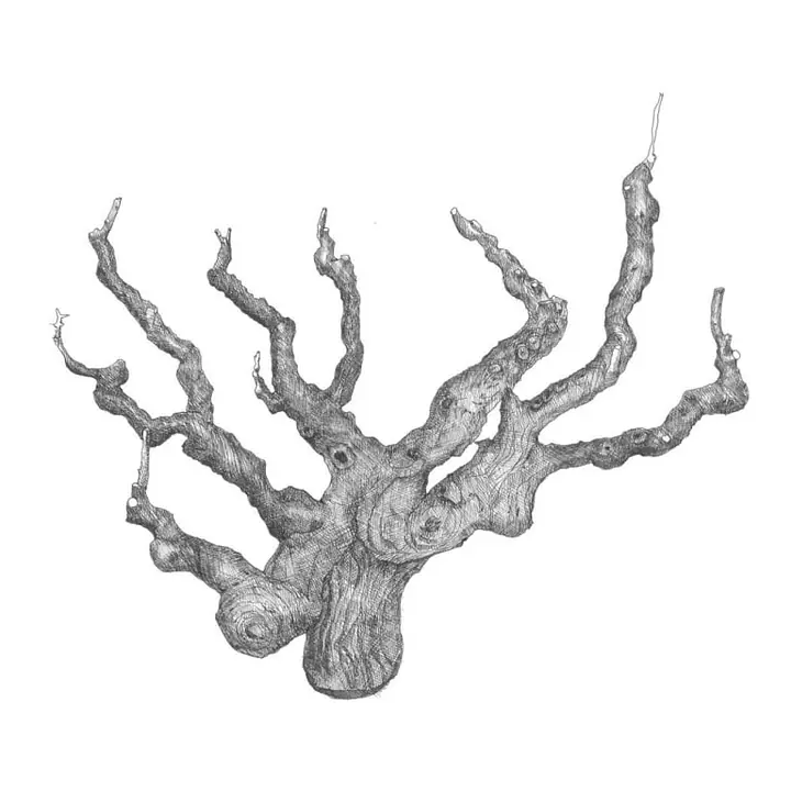 Old Vine Carignan - Master
