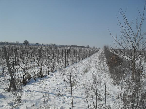 Gallery image 8