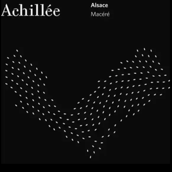 Alsace Macéré 2022-2023 - Master