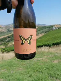 MACHAON Pecorino Colli Aprutini IGP Anfora - Master