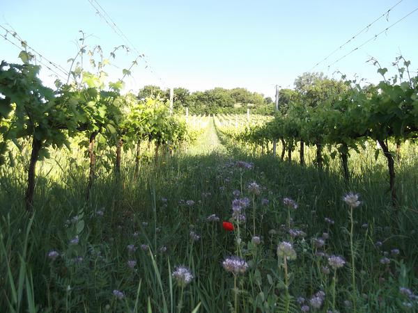 Gallery image 28