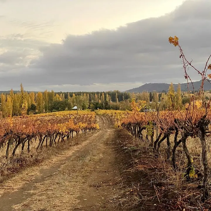 Cabernet Sauvignon 2022 - Master