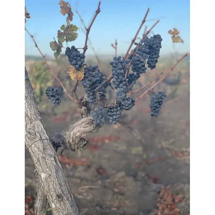 Cabernet Sauvignon 2022 - Master