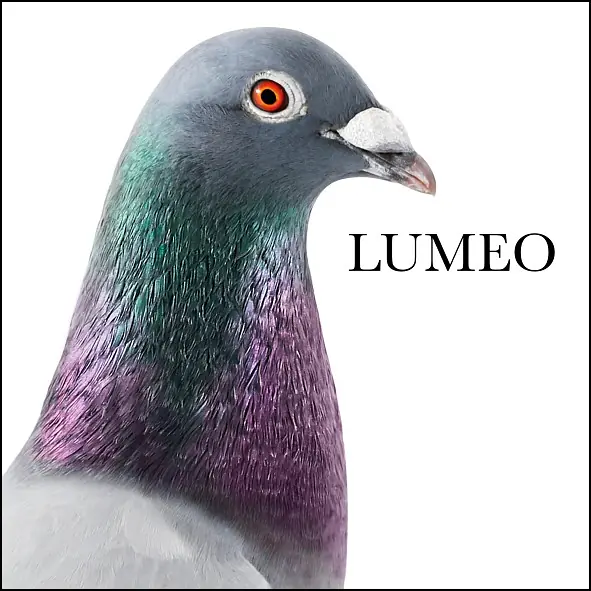 LUMEO - Master