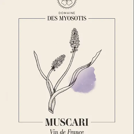 Muscari - Master