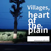 Villages，heart of the plain（Taraxacum officinale） 村，平原之心（蒲公英） - Master