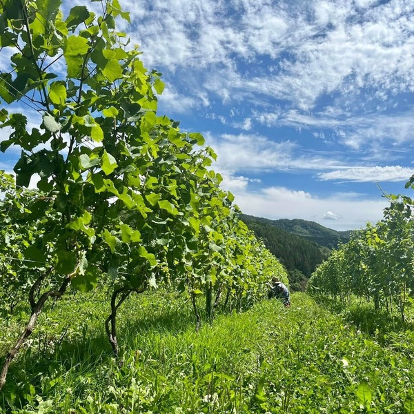 plp_product_/profile/kamiuta-vineyard