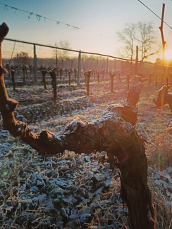 plp_product_/profile/jean-marc-vilboux-vigneron