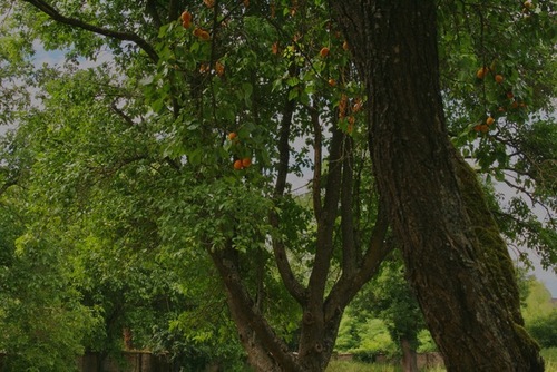 gallery_imgs