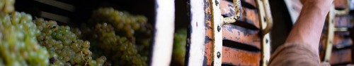 gallery_imgs