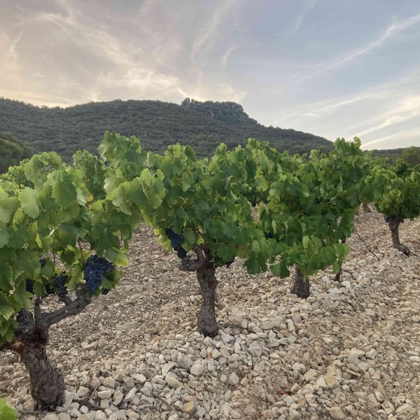 plp_product_/profile/domaine-de-l-accent