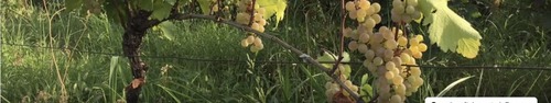 gallery_imgs