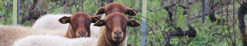 gallery_imgs