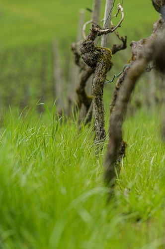 gallery_imgs