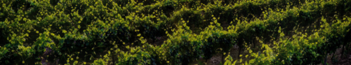 gallery_imgs