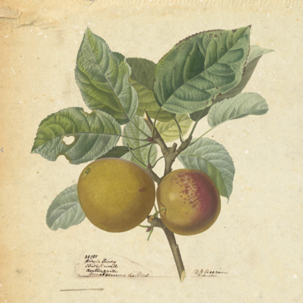 plp_product_/wine/heartsby-true-cider-folklore-24