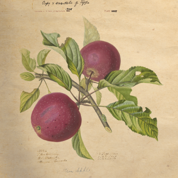 plp_product_/wine/heartsby-true-cider-homestead-no-3