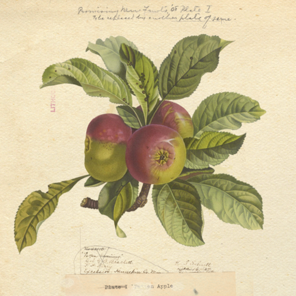 plp_product_/wine/heartsby-true-cider-homestead-no-2