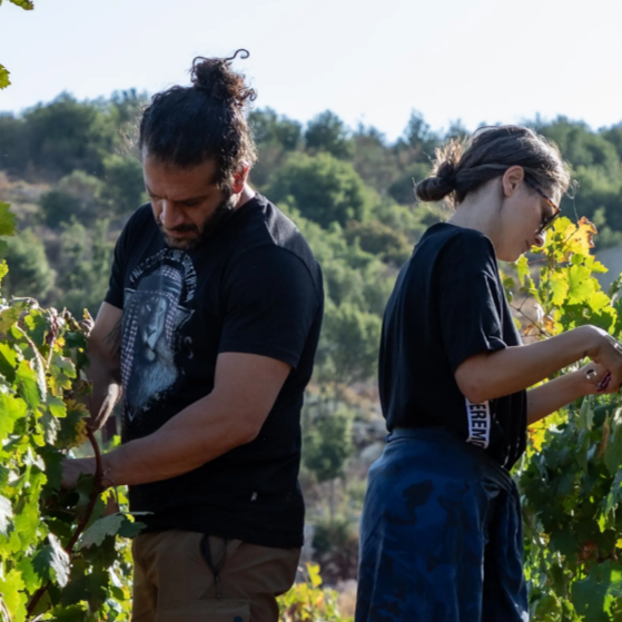 plp_product_/profile/sept-winery
